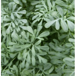Arruda