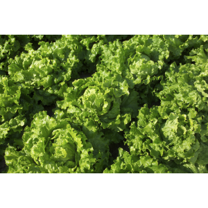 Triathlon RZ Lettuce Seeds