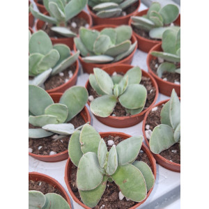 Suculenta Vaso 5