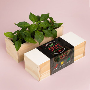 Kit de cultivo - Spicy