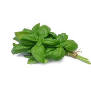 Albahaca