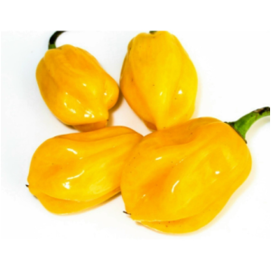 Habanero Amarillo