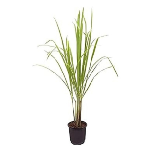 Citronela VASO
