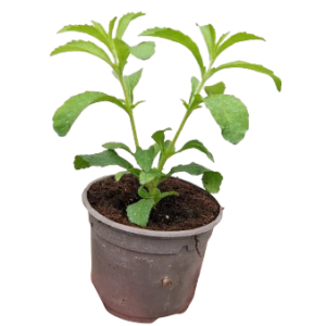 Stevia VASO