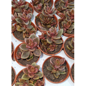 Suculenta Vaso 5
