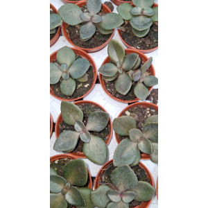 Suculenta Vaso 5