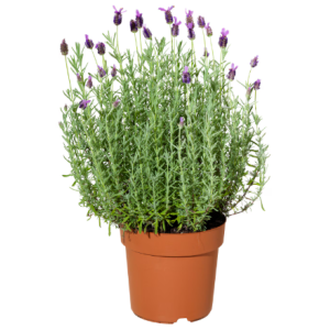 Alfazema VASO