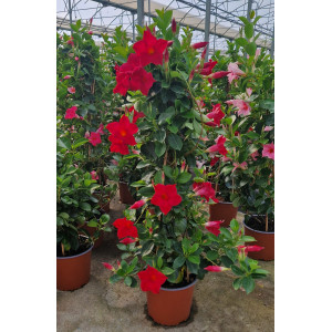 Mandevilla