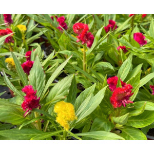 Celosia Crista