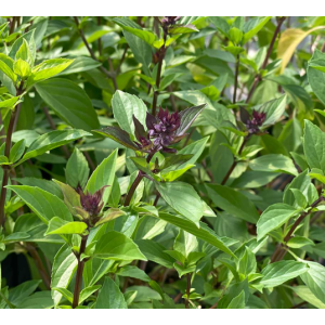 Basil Cinnamon