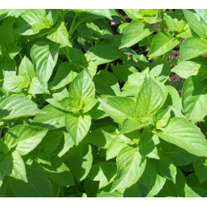 Albahaca limón
