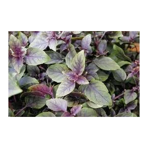 Purple Basil