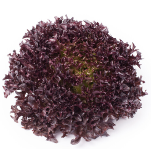 Lechuga Salanova Morada De...