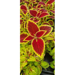 Coleus