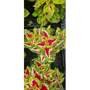 Coleus
