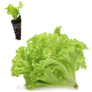 Green Curly Lettuce