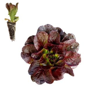 Lechuga Salanova Morada