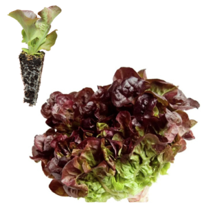 Lechuga de hoja de roble...
