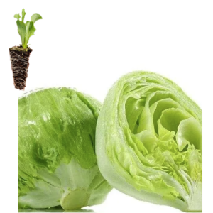 Lechuga Iceberg