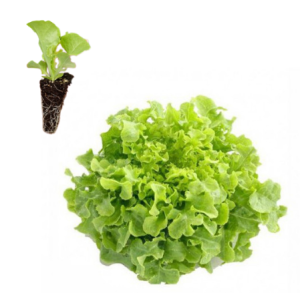 Lechuga de hoja de roble verde