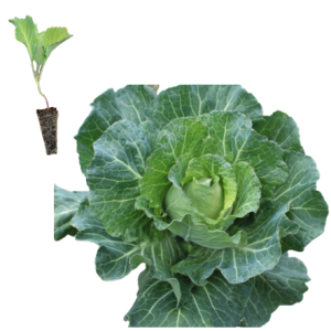 Bacalan Cabbage