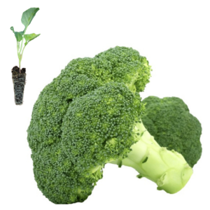 Broccoli