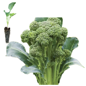 Montebello Broccoli...
