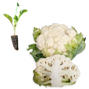 Coliflor