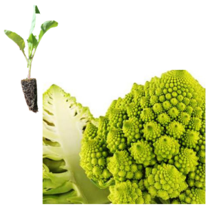 Coliflor romanesco