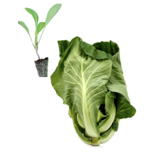 Cabbage Penca