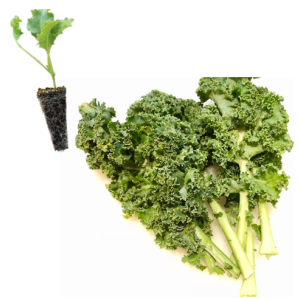 Fried Galician Cabbage (Kale)