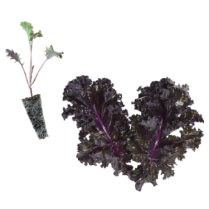Kale rizada morada