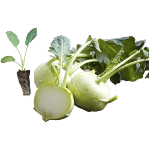 Kohlrabi