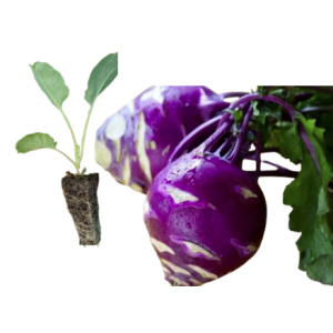 Couve Rábano Roxo
