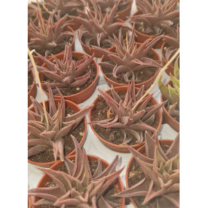 Suculenta Vaso 5