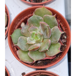 Suculenta Vaso 5