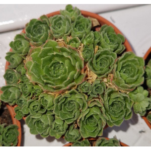 Suculenta Vaso 5