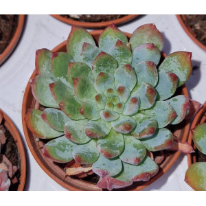 Suculenta Vaso 5