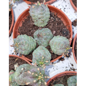 Suculenta Vaso 5