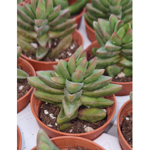 Suculenta Vaso 5