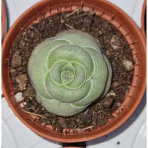 Suculenta Vaso 5