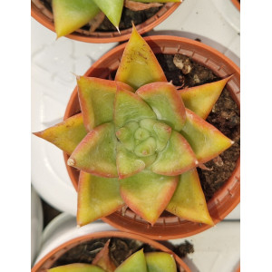 Suculenta Vaso 5