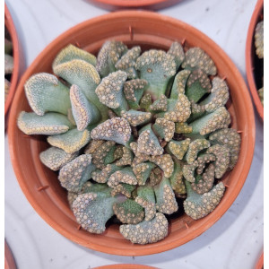 Suculenta Vaso 5