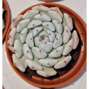 Suculenta Vaso 5
