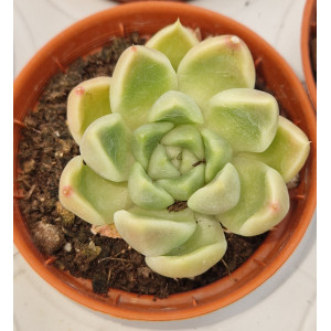 Suculenta Vaso 5