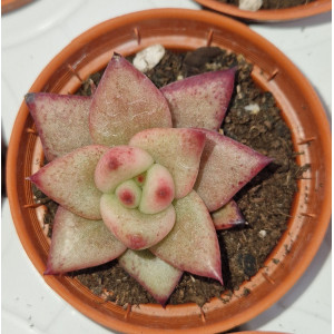 Suculenta Vaso 5