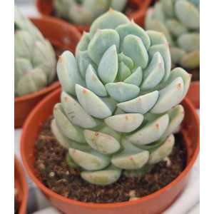 Suculenta Vaso 5