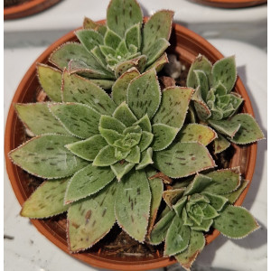 Suculenta Vaso 5