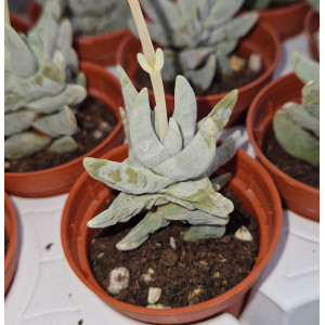 Suculenta Vaso 5