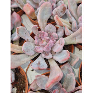 Suculenta Vaso 5